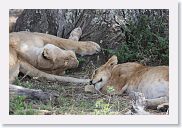 14SerengetiDayGameDrive - 101 * Lioness and cubs enjoying a mid-day nap in the shade.